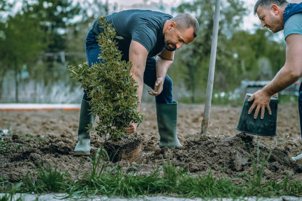 Best Commercial Tree Services  in Mountain Green, UT