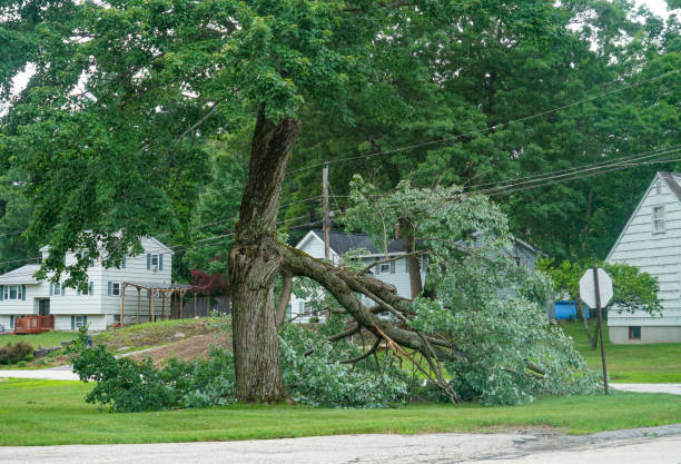 Best Tree Removal  in Mountain Green, UT